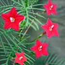 10 Red Cypress Vine Humming Bird Vine Perennial Climbing Flowers Heirloom Seeds