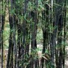 35 Rare Taihang Black Bamboo Seeds