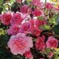 100 Rare Pink Climbing Rose Seeds, Very Beautiful Ornamental Climbing Flowers Seeds