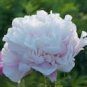 5 'Caifeng' Pinkish White Peony Seeds
