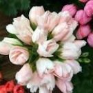 10 Geranium Purely Light Pink Compact Rosebuds (flower won't open) Flower Seeds