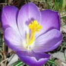 100 Garden Courtyard Evergreen Shrub Plants Crocus Sativus Seeds