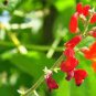 15 Runner Bean 'Scarlet' Phaseolus coccineus Flower Seeds