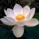 1 Rare Red White Long Small Nelumbo Nucifera Lotus Bonsai Seeds