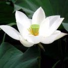 1 Nobility Queen White Lotus Nelumbo Nucifera Seeds