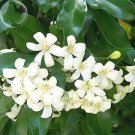 20 Heirloom Murraya Paniculata Orange Jasmine Seeds