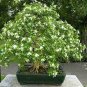 20 Heirloom Murraya Paniculata Orange Jasmine Seeds