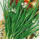 50 Fresh Garlic Chives Seeds Allium Tuberosum Chinese Chives Seeds
