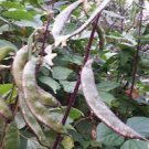 6 Rare Green Purple Long Hyacinth Bean Seeds Very Delicious High Yield Seeds