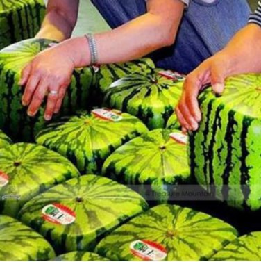 20 Square Water Melon Seed Red Sweet Juicy Watermelon Seeds