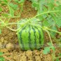 20 Square Water Melon Seed Red Sweet Juicy Watermelon Seeds