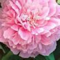 5 Peony Mixed 6 Types Shrub Flower Seeds