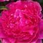 5 Peony Mixed 6 Types Shrub Flower Seeds