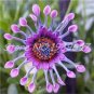 100 African Blue Eyed Daisy Flower Bonsai Osteospermum Flower Bonsai Balcony Flower Seeds