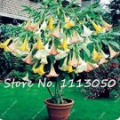 100 Rainbow Brugmansia Datura Bonsai Seeds
