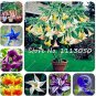 100 Rainbow Brugmansia Datura Bonsai Seeds
