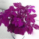30 Mimosa Flower Plant Seeds