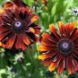 100 Heirloom Orange Black Echinacea Purpurea Seeds Coneflowers Seeds