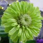 50 Rare Zinnia Flower Seeds