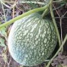 8 Heirloom Malabar Gourd Seeds