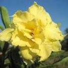 2 Golden Adenium Desert Rose Flower Seeds