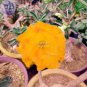 2 Golden Adenium Desert Rose Flower Seeds