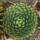 100 Rare Cactus Seeds Real Succulent Seeds