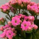 100 Pink Longevity Flower Seeds