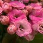 100 Pink Longevity Flower Seeds