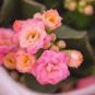 100 Pink Longevity Flower Seeds