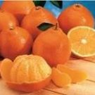 20 Sweet Citrus Tangerina Seeds