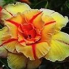 30 Multi-Layer Adenium obesum Desert Rose Seeds