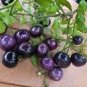 100 Rare Heirloom Indigo Blue Tomato Hybrid Seeds