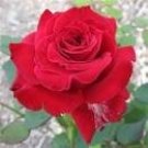 50 New Red Rose with Light Pink Strip Chinese Rose Shrub Flower Seeds