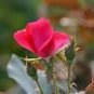 50 New Red Rose with Light Pink Strip Chinese Rose Shrub Flower Seeds