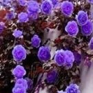 100 Rare Purple Climbing Rose Seeds, Very Beautiful Ornamental Climbing Flowers Seeds