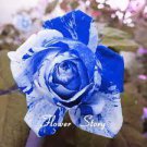 380 BLUE STRIPE ROSE RARE ROSE ROSE BUSH BLUE WHITE DRAGON Seeds