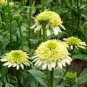 100 Heirloom 'Honeydew Cluster' Green Echinacea Seeds