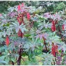 100 Castor Bean Seeds Red Green Pink MOLE Repellent Seeds