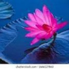 1 Heirloom Purple Red Water Lily Seeds