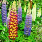 20 Heirloom Wild Lupine Flowers Mixed Pink White Yellow Red Purple Dark Red Seeds