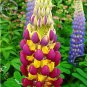 20 Heirloom Wild Lupine Flowers Mixed Pink White Yellow Red Purple Dark Red Seeds