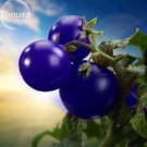100 Mixed Pear-shaped and Round Purple Cherry Tomato Seeds