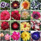 100 Bonsai Mixed 64 Types of Adenium Desert Rose Seeds