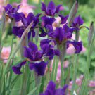 20 Big Blooming Marginal Bog Water Plant Purple Iris Seeds