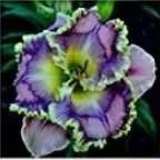 200 Mixed Tawny Daylily Seeds