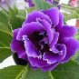 100 Gloxinia Bonsai Sinningia Gloxinia Flower Bonsai Home Bonsai Seeds