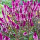 200 Purple Flamingo Cockscomb Seeds