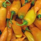 100 Aji Amarillo Chile Seeds