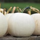 10 Moonshine Pumpkin Smooth Skinned White Pumpkin Seeds